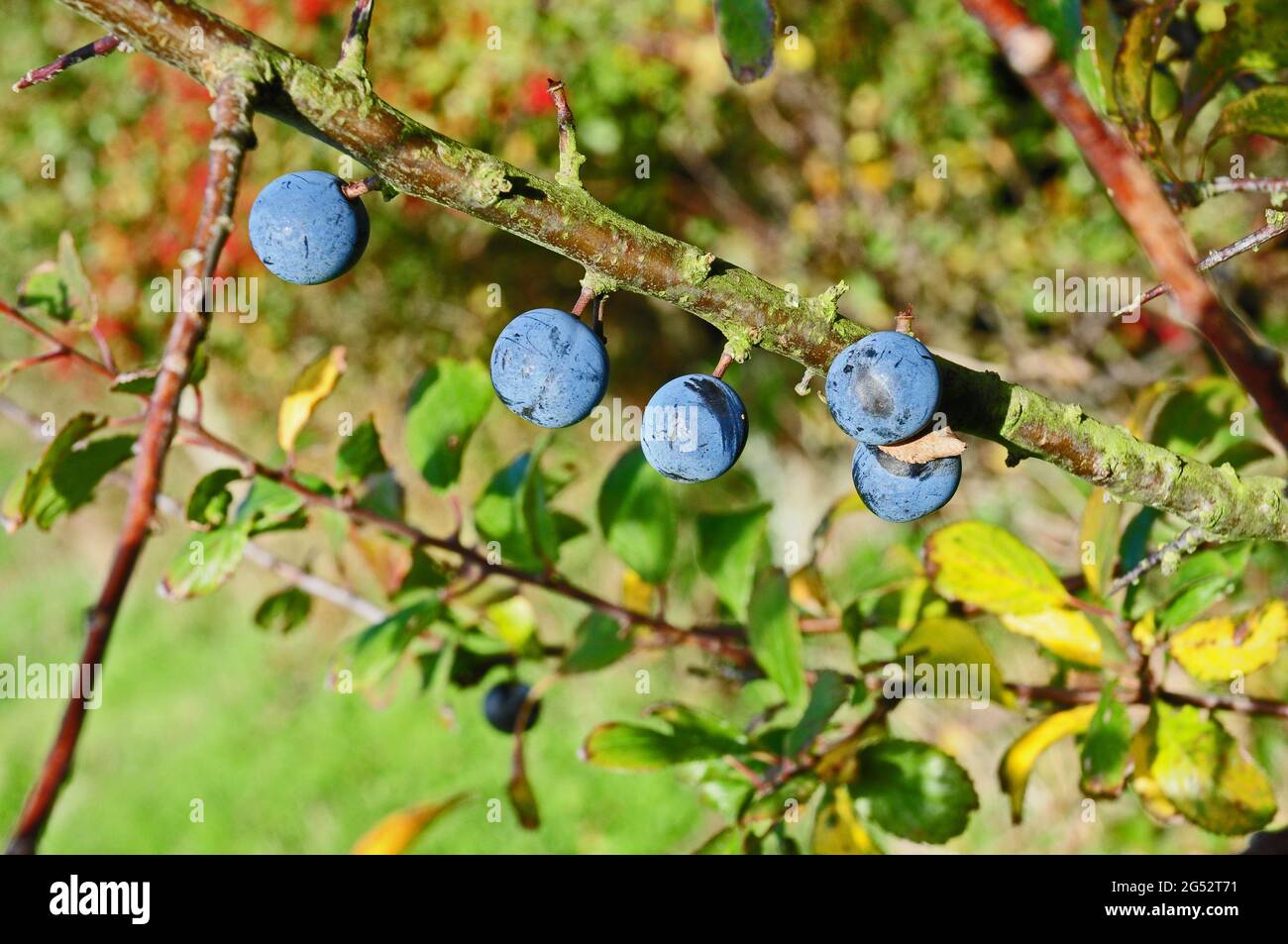Sloes.  Fruits of the Blackthorn. Stock Photo