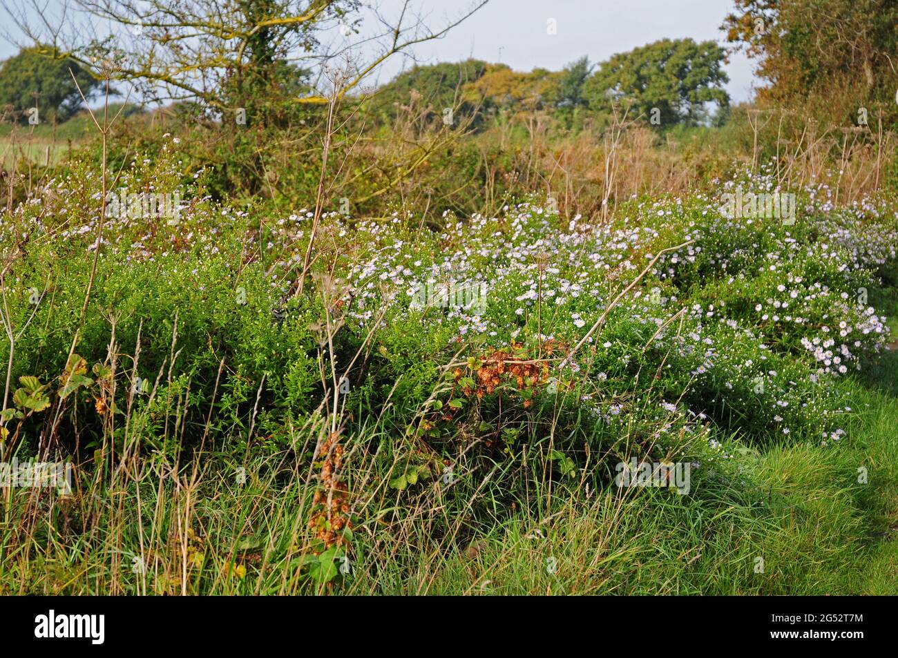 Michaelmas Daisies growing wild in a country lane. Stock Photo