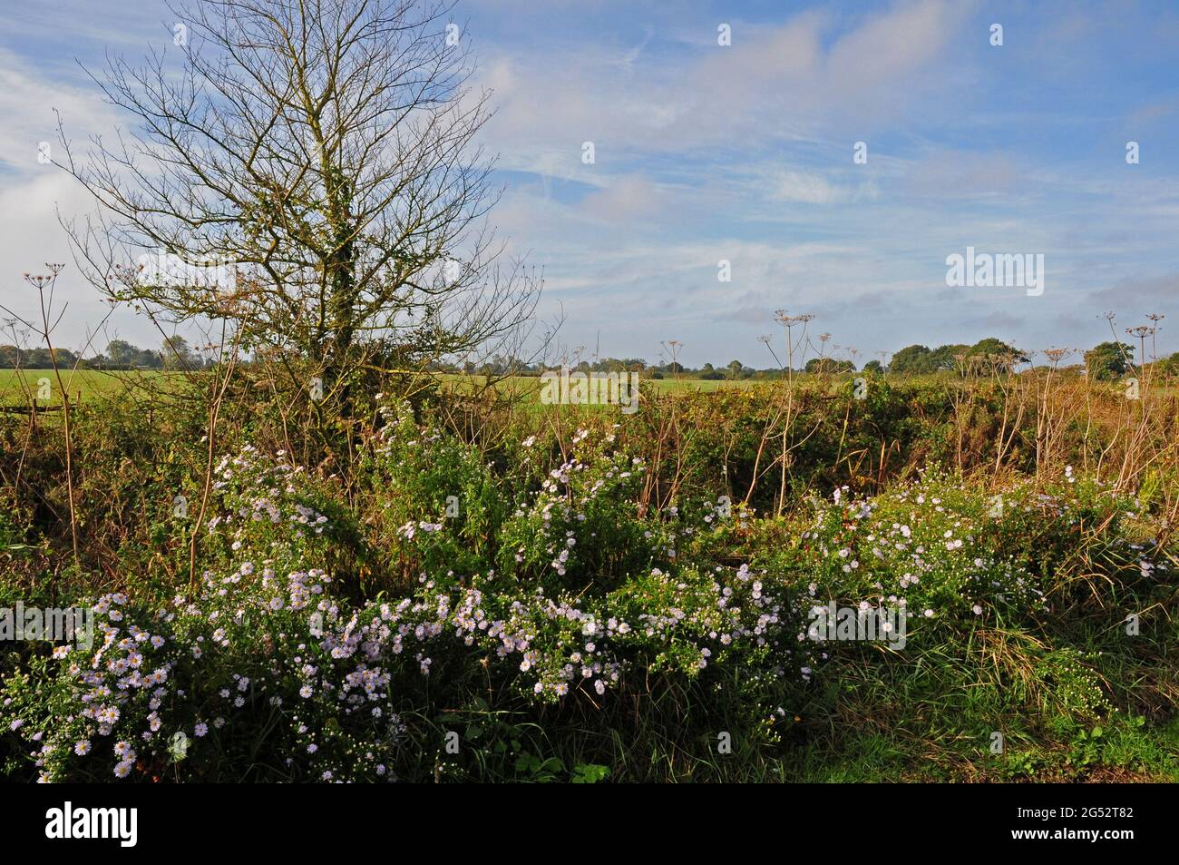 Michaelmas Daisies growing wild in a Country Lane. Stock Photo