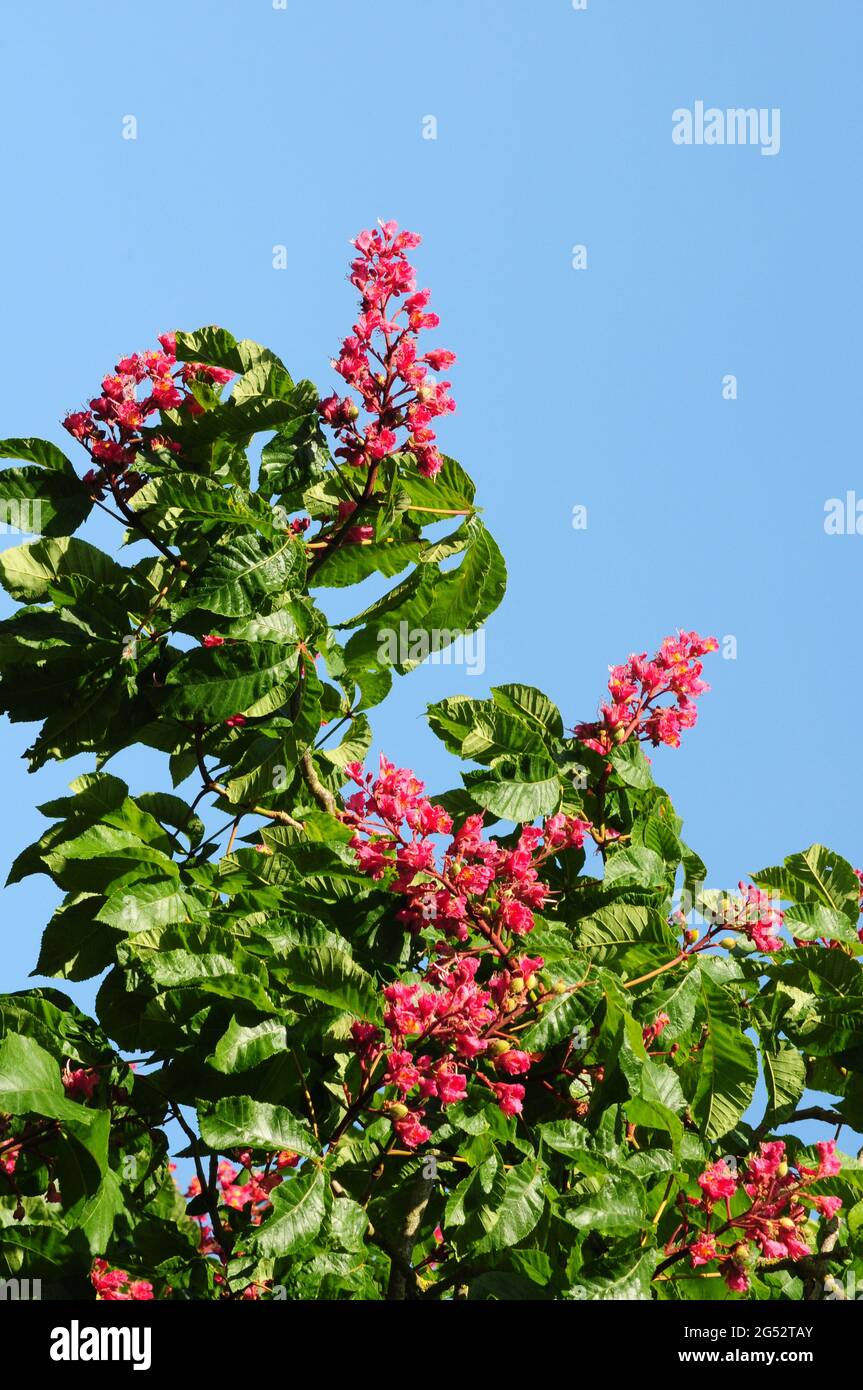 Blossoms of Red Horsechestnut tree.  Breezy day. Stock Photo