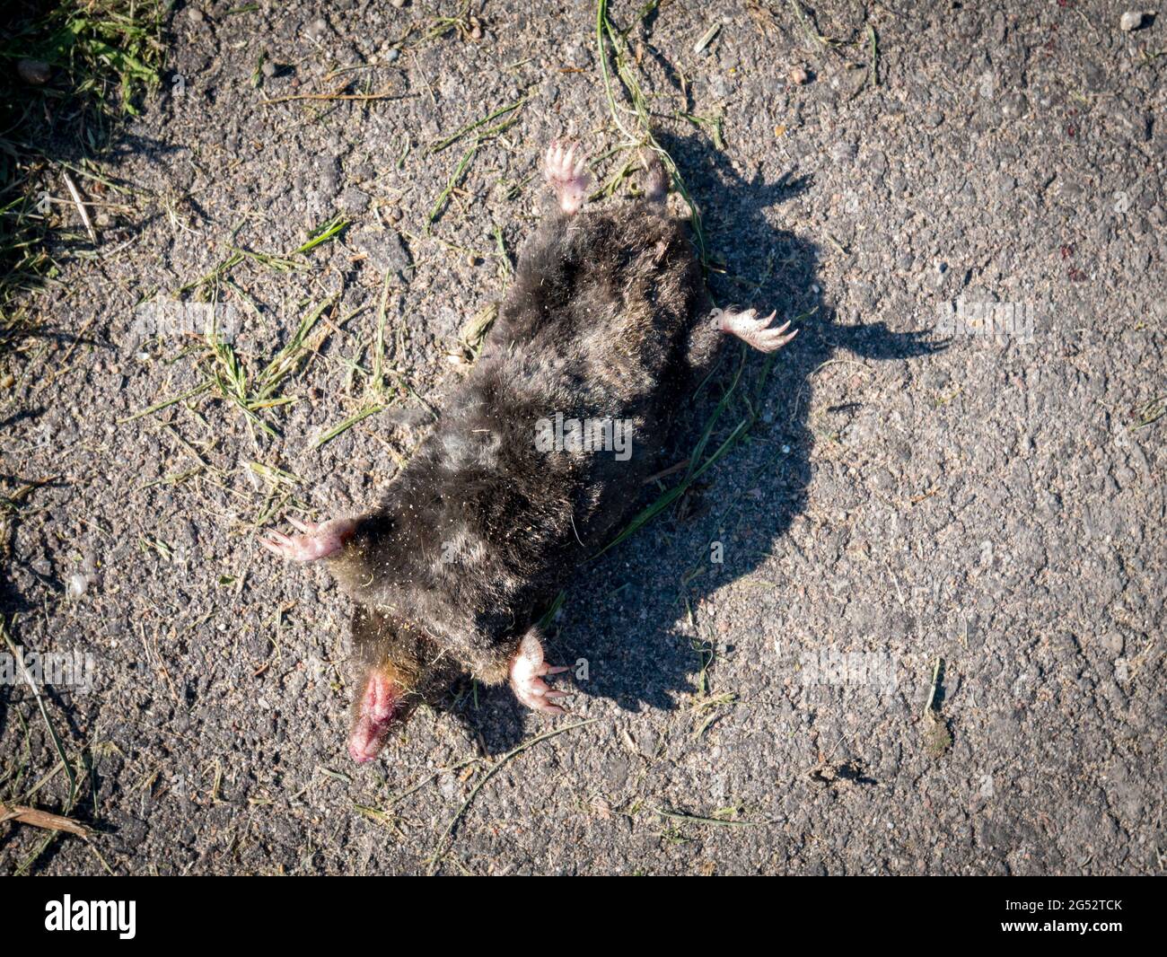 Common mole, Talpa europaea, lying on his back on asphalt, dead, roadkill traffic victim Stock Photo