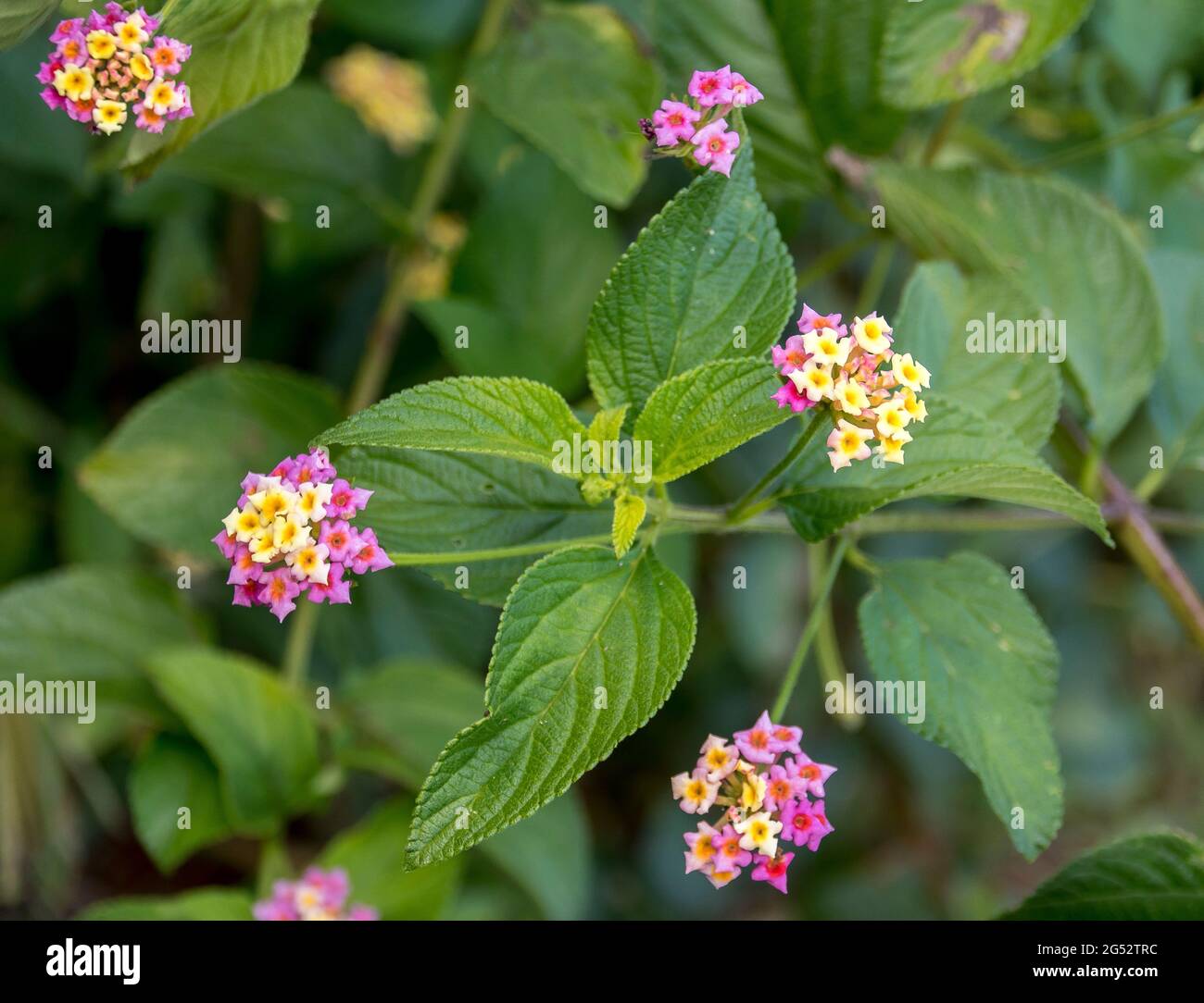 Lantana (lantana camara), invasive weed in Australia. Smothers native vegetation, especially rainforest. Shrubby, multi-coloured flowers.To be removed. Stock Photo