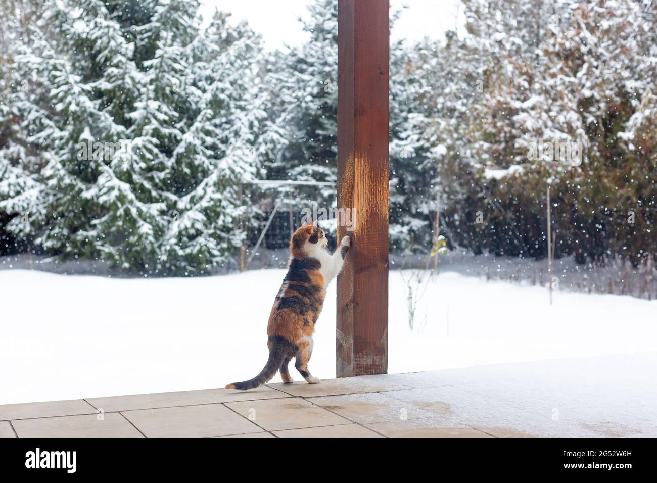Calico cat sharpening its claws on wooden pillar of covered veranda. Snowy yard in the background Stock Photo
