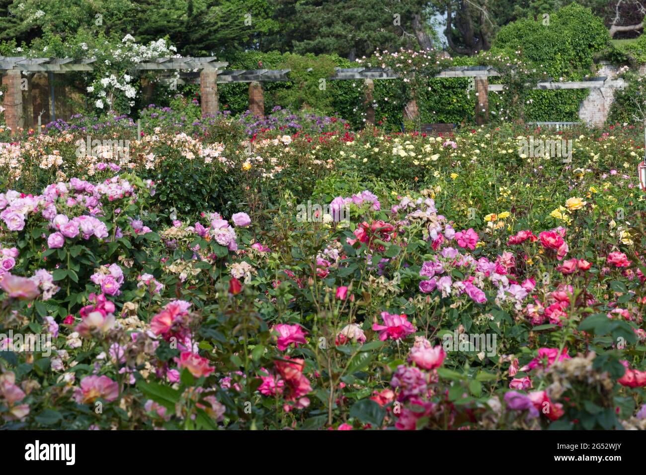 Mixed June roses in bloom at Southsea rose garden 2021 with pergola ...