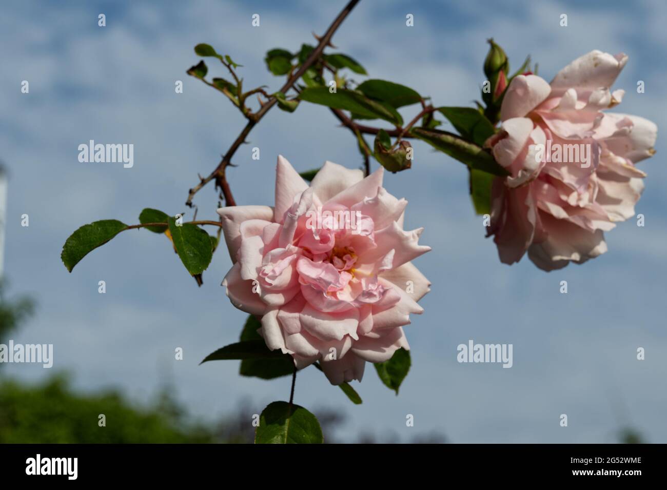 June roses in bloom at Southsea rose garden 2021 Stock Photo