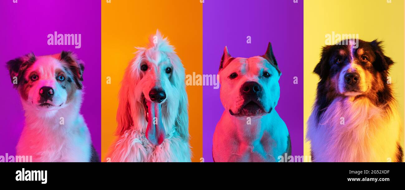 Art collage made of funny dogs different breeds on multicolored studio  background in neon light. Concept of motion, action, pets love, animal life  Stock Photo - Alamy