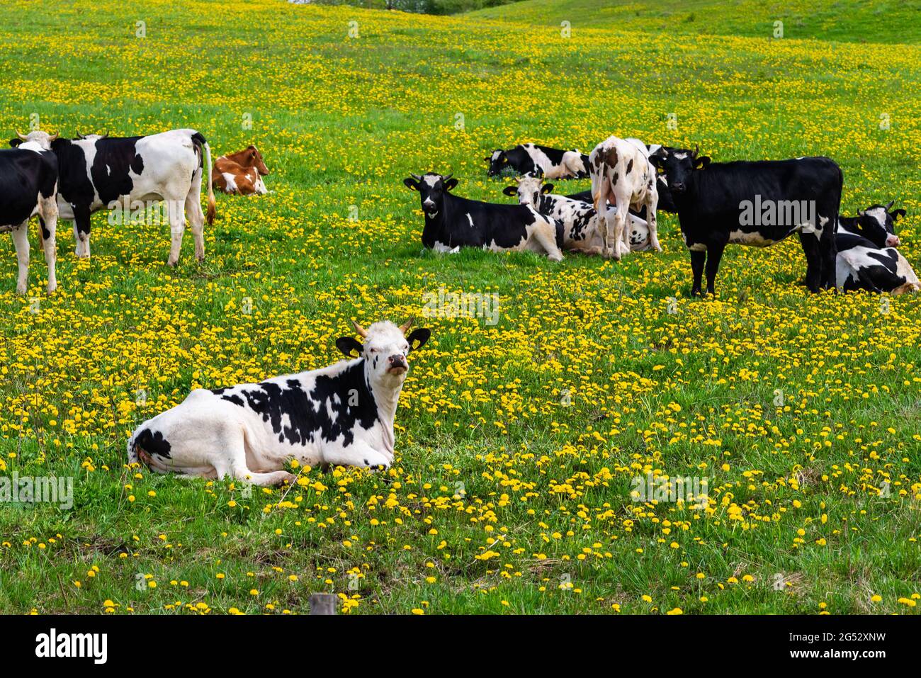 Black and white cows in a green grassy field on a bright and sunny day ...