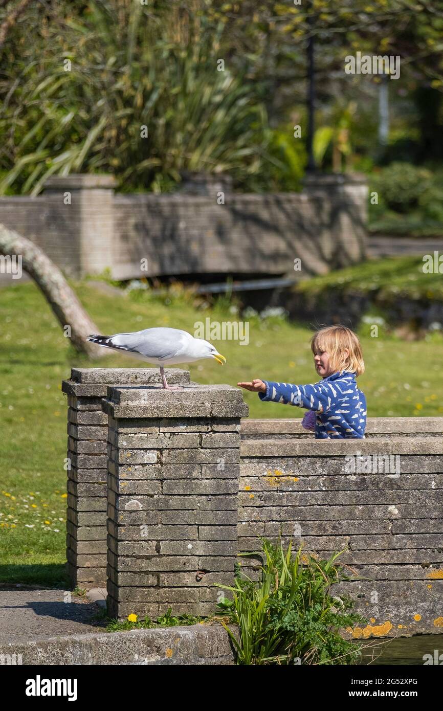 A young girl holding out her hand to feed a European Herring Gull Larus argentatus in Trenance Gardens in Newquay in Cornwall. Stock Photo