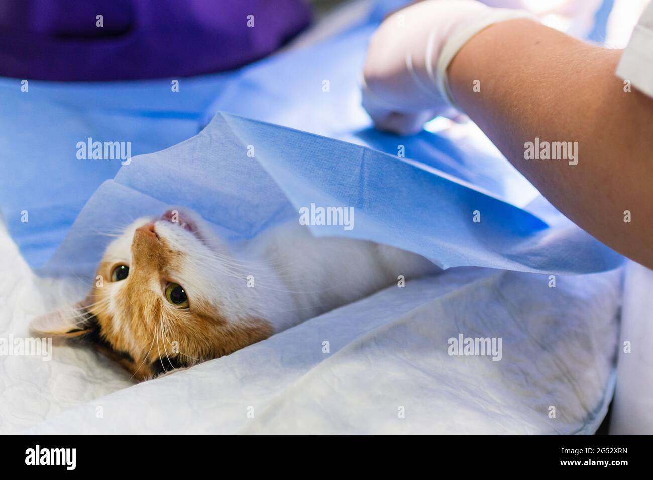 Cat on surgical table during surgery castration in veterinary clinic