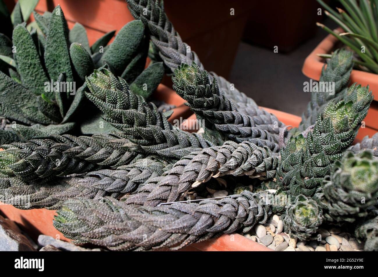 Beautiful plant of Haworthia Coarctata is from South Africa in botanical garden Stock Photo