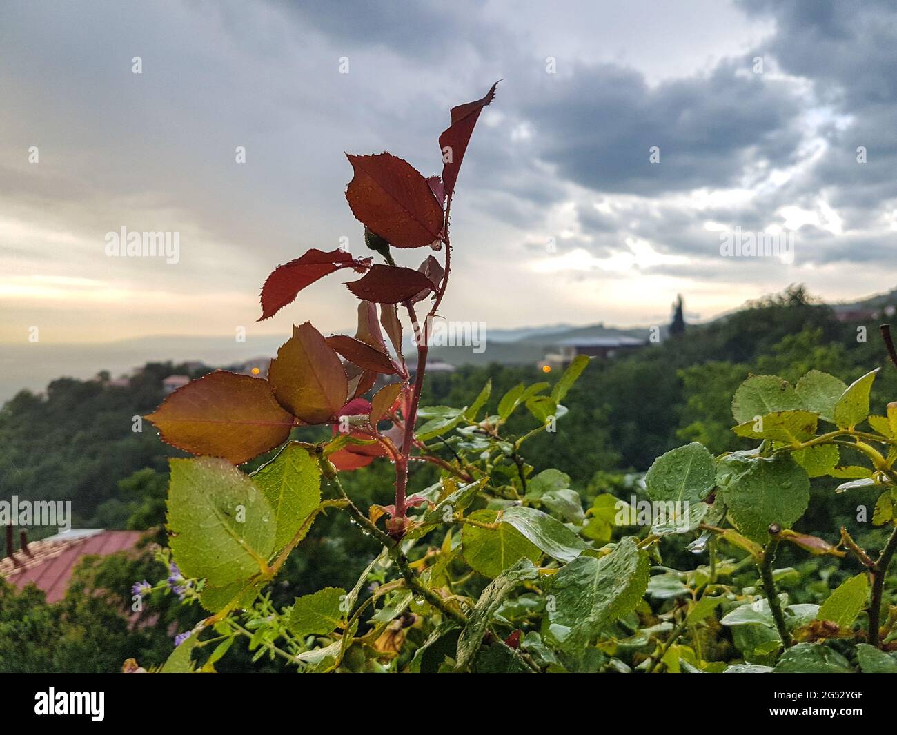 Rose leaves after the rain in Sighnaghi in Georgia Stock Photo