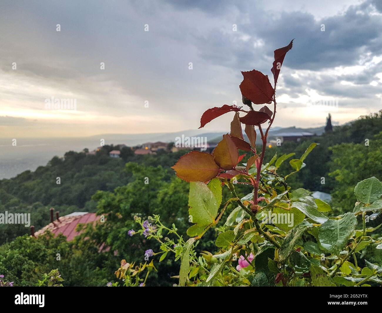 Rose leaves after the rain in the town of love Sighnaghi Stock Photo