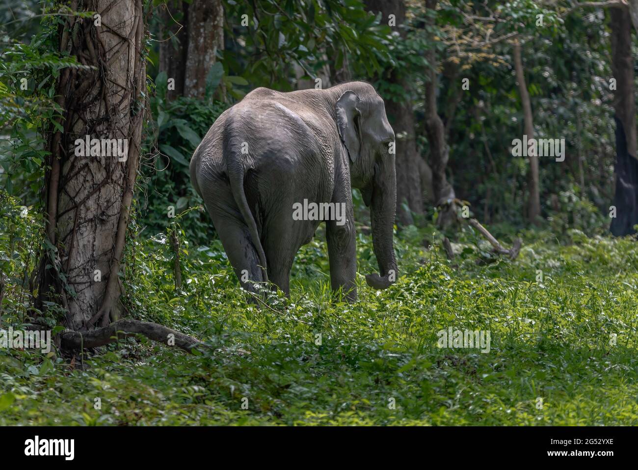 Wild elephants in the forest of Kaziranga National Park in Assam, India. Stock Photo