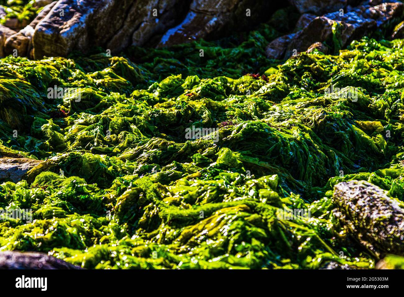 algae. Algae on the shore. Sea greens. Green algae Stock Photo Alamy