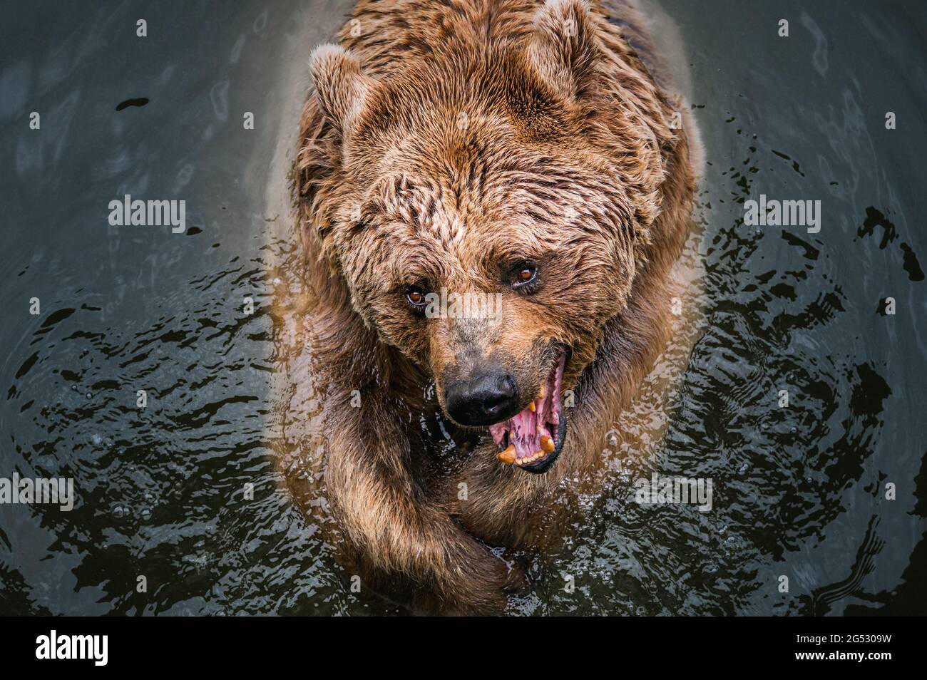 aggressive looking syrian brown bear playing in water of Tierpark Goldau Stock Photo