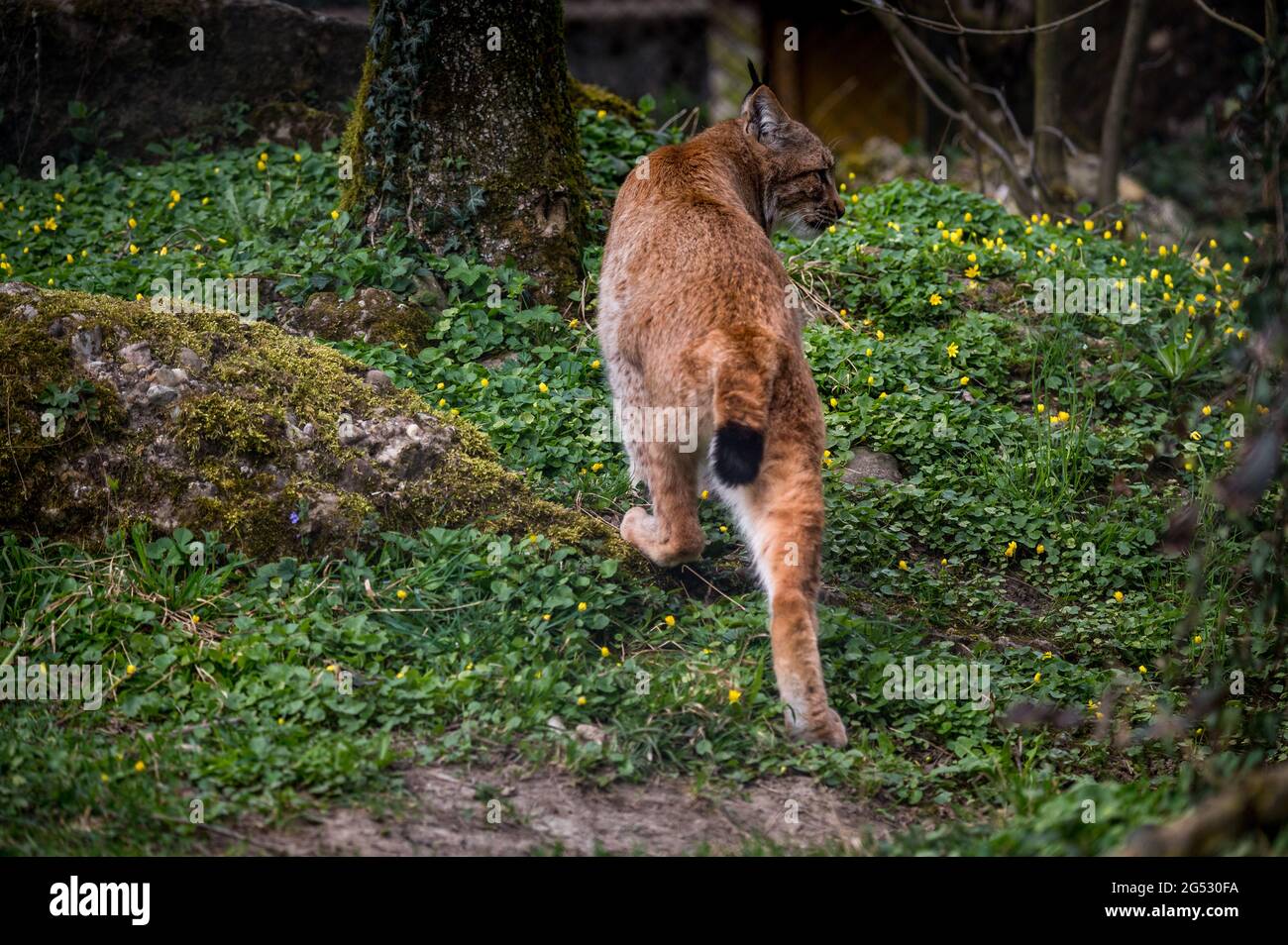 Beautiful Young Lynx In Tierpark Goldau Stock Photo Alamy