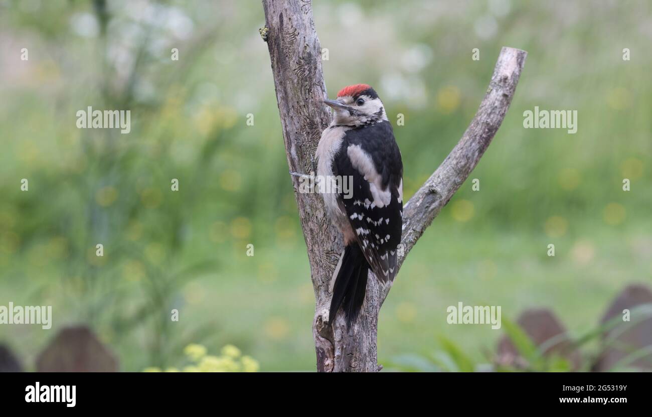 Single Greater spotted woodpecker Dendrocopos major perched on dead branch of elm tree UK Stock Photo