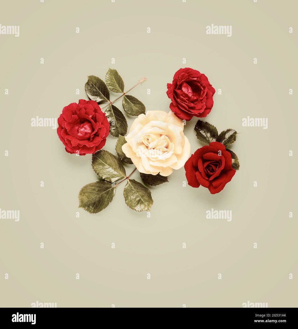 Rose flowers creative composition and layout on bright background. Red ...