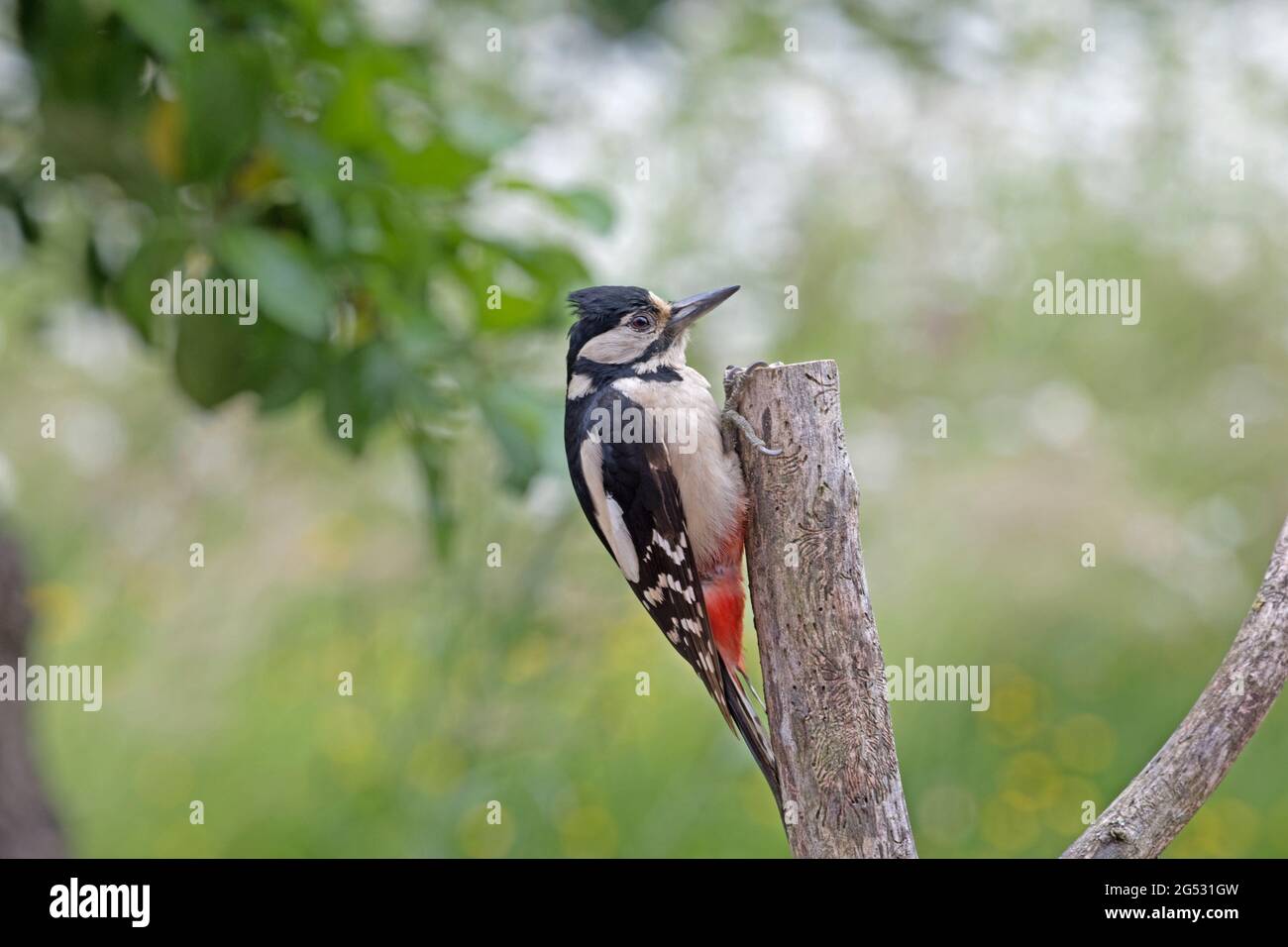Single Greater spotted woodpecker Dendrocopos major perched on dead branch of elm tree UK Stock Photo