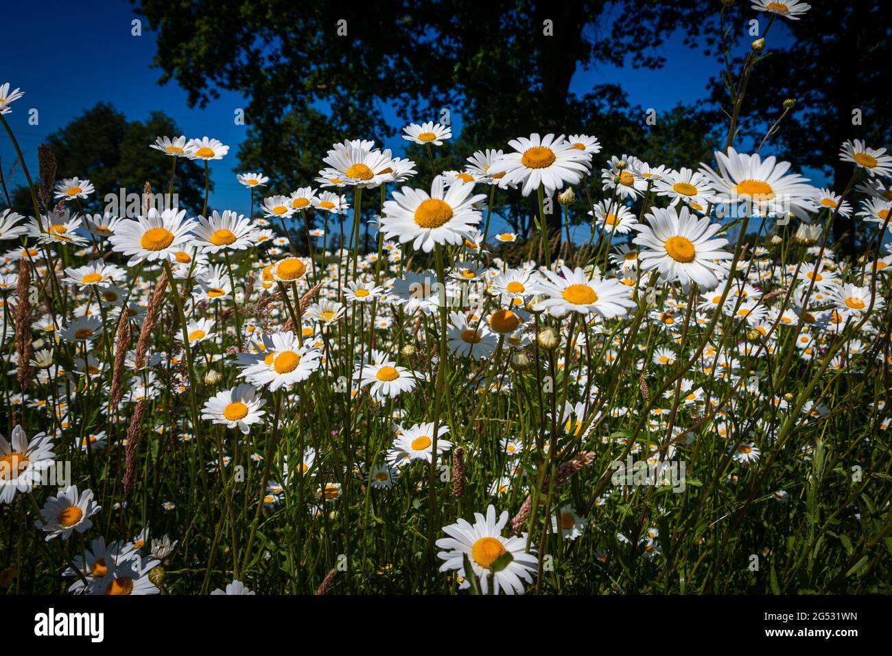Beautiful beautiful white daisies in the field, close to the licorice Zuidwolde, province of Drenthe, the Netherlands Stock Photo