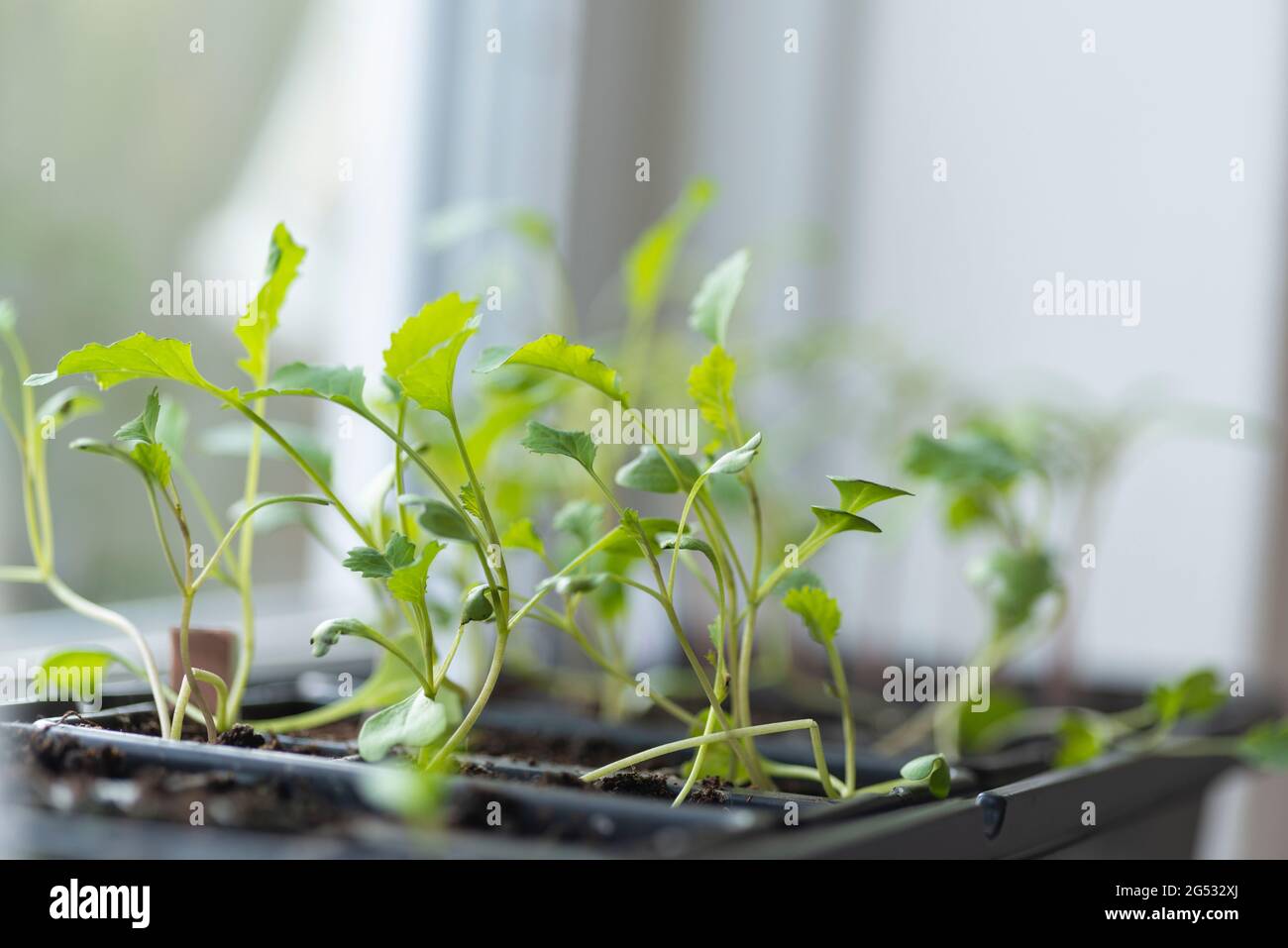 Germinated  broccoli seedlings on a window sill- close-up Stock Photo