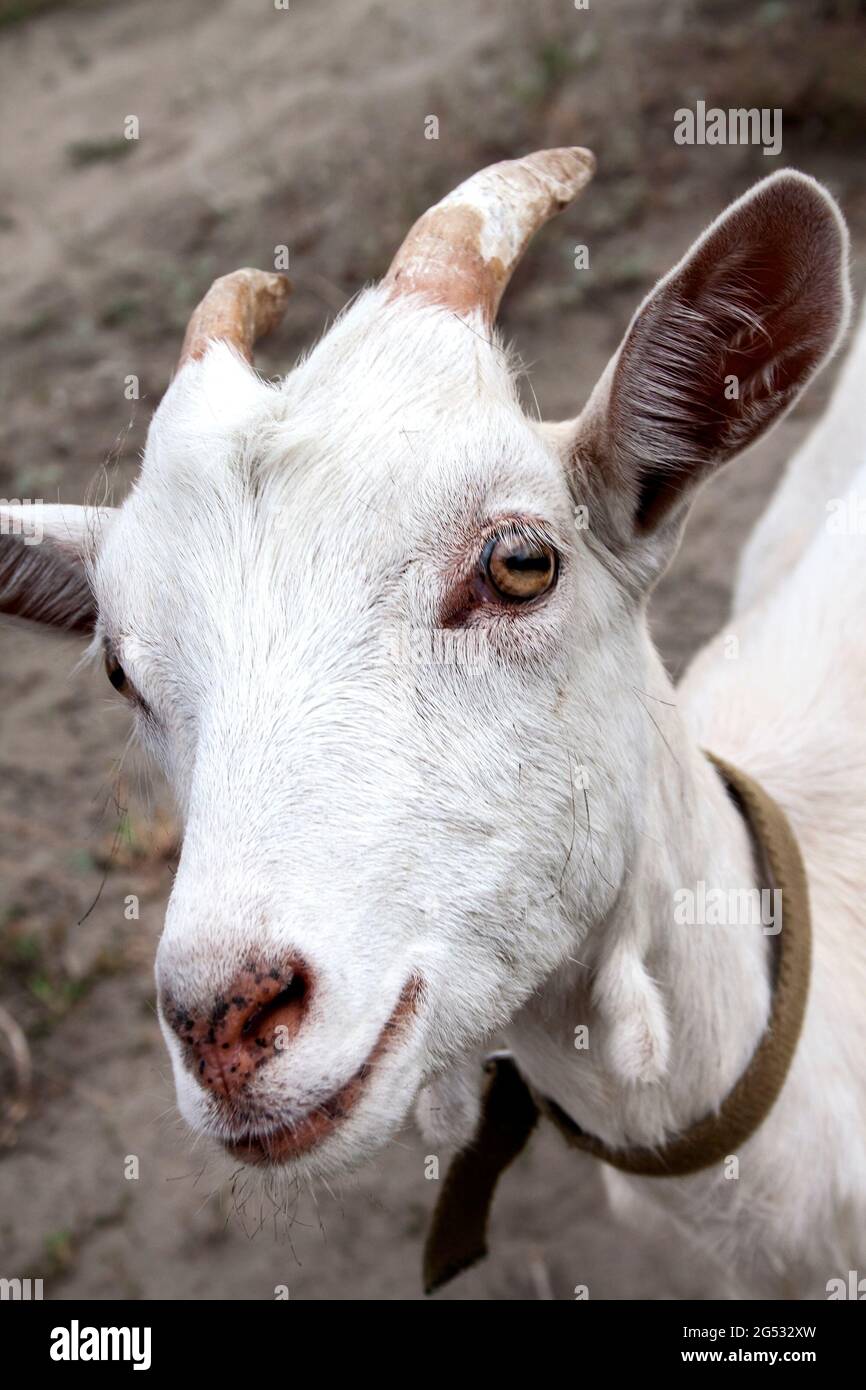Cute young white goat looking straight towards the frame Stock Photo - Alamy