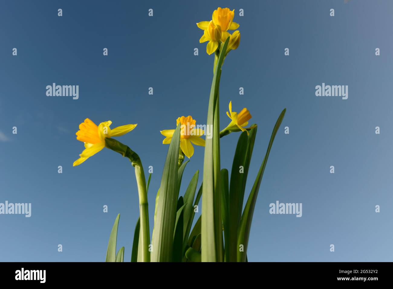 Wild Daffodils agains blue sky- Narcissus- low angle view Stock Photo