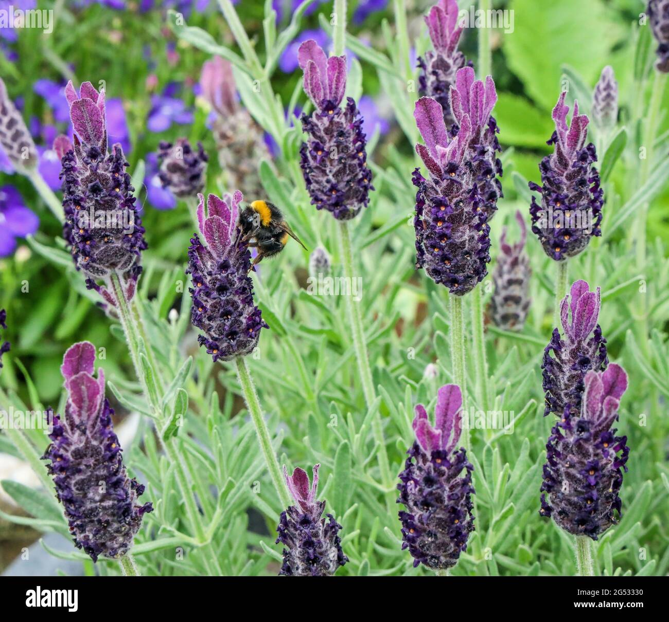 Close up of French Lavender plants in Devon garden with a visiting bee. Croppable. Stock Photo