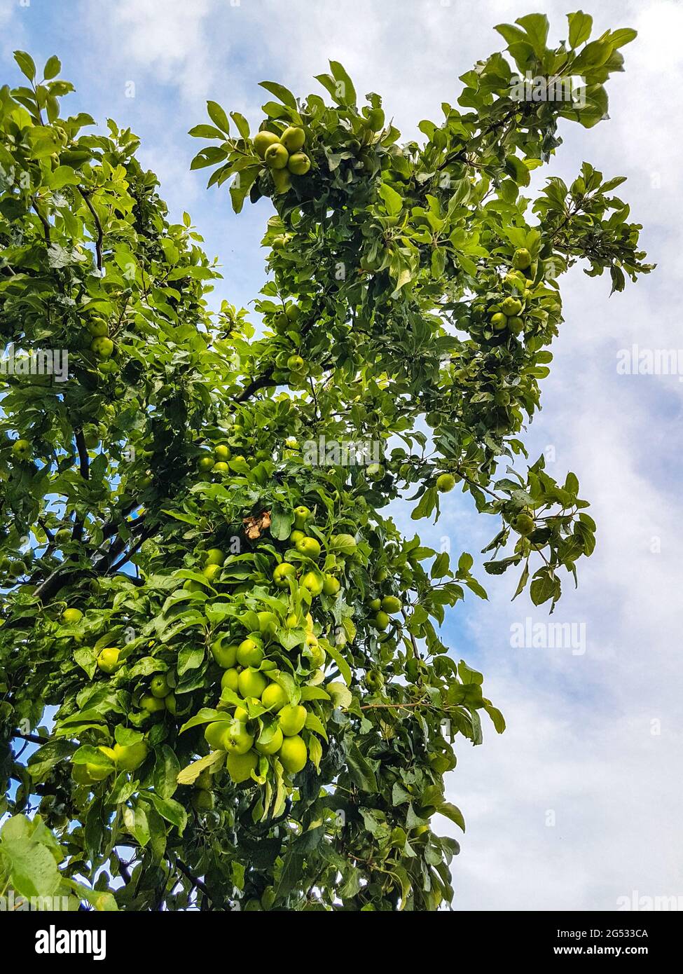Green apple tree on a sky background Stock Photo