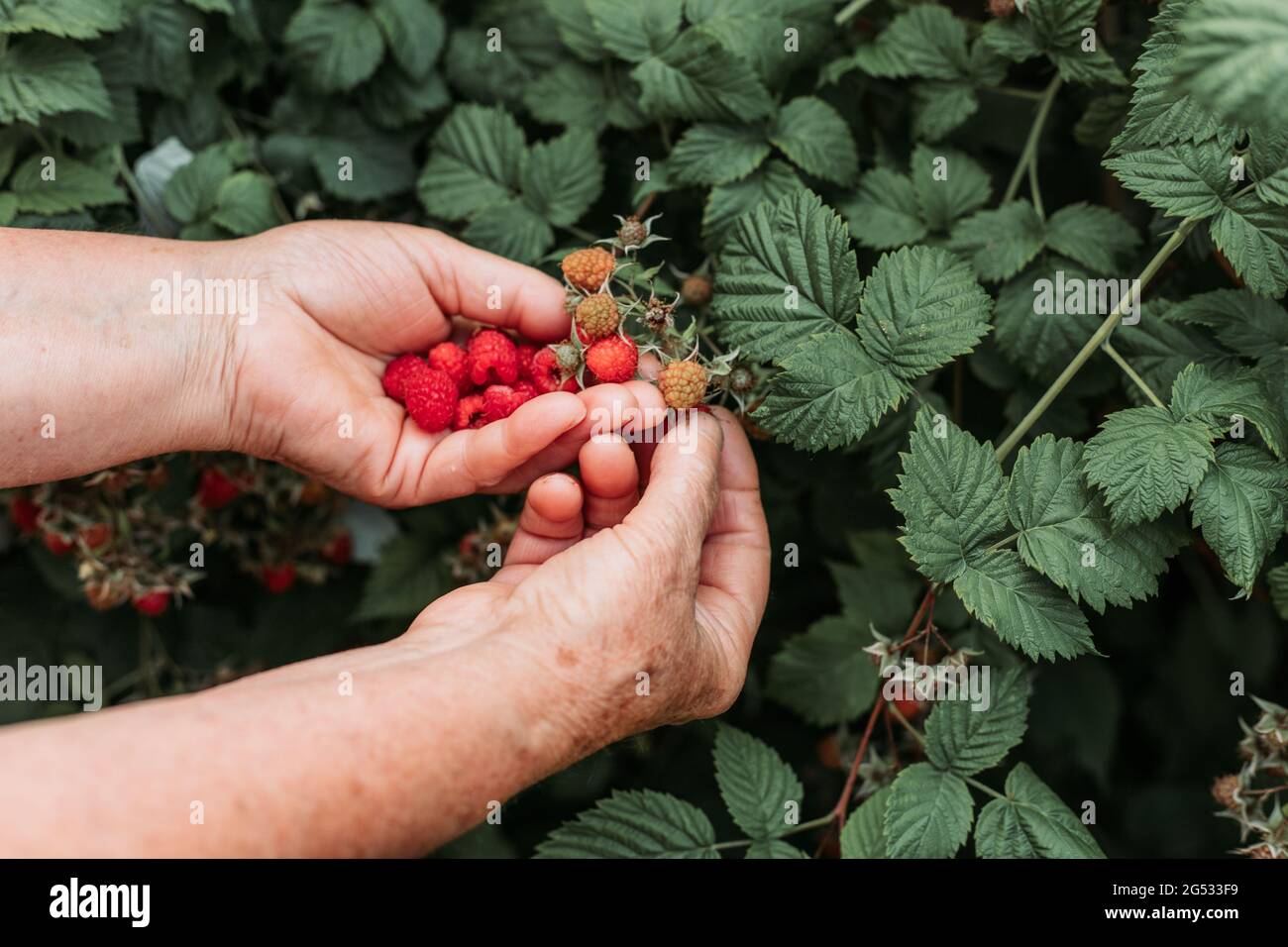 Old female hands hi-res stock photography and images - Alamy