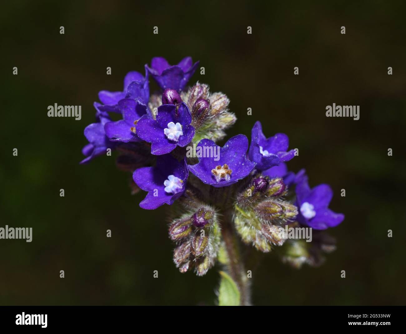 Common bugloss Anchusa officinalis medicinal herb on green background Stock Photo