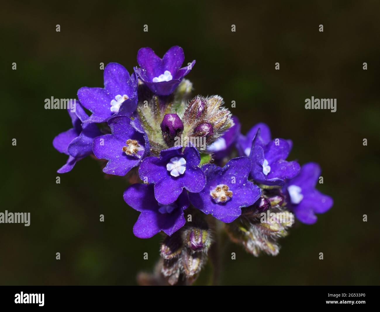 Common bugloss Anchusa officinalis medicinal herb on green background Stock Photo