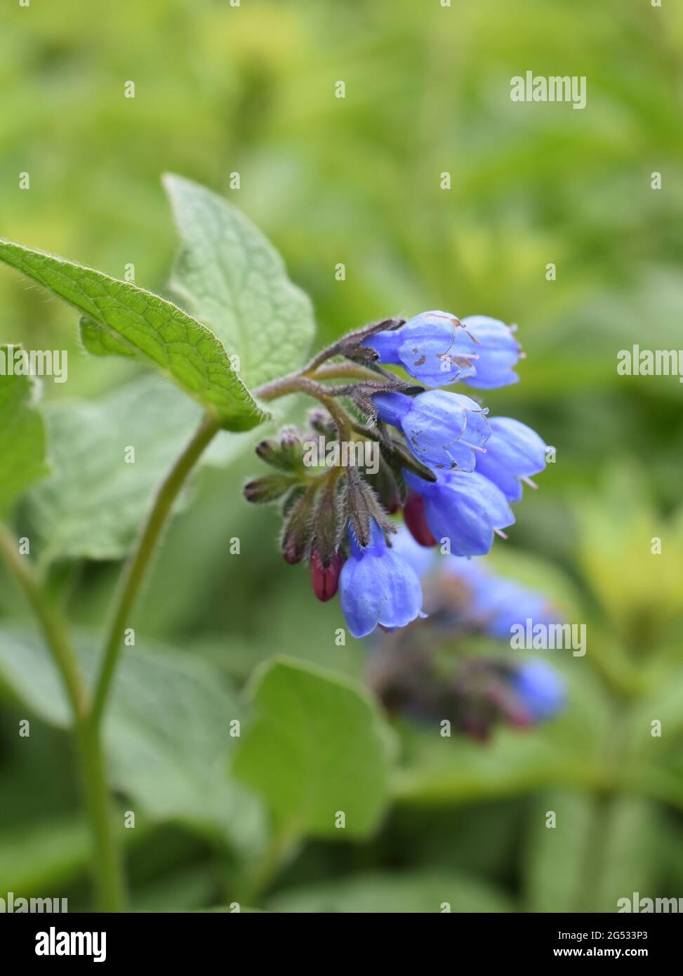Common comfrey Symphytum officinale herb with blue flowers Stock Photo