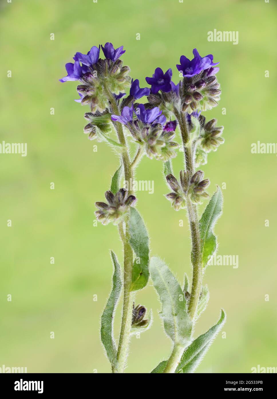Common bugloss Anchusa officinalis medicinal herb on green background Stock Photo