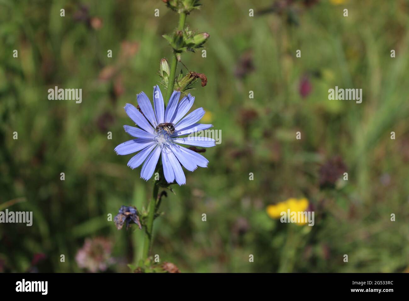 Purple Wild Flowers Stock Photo - Alamy
