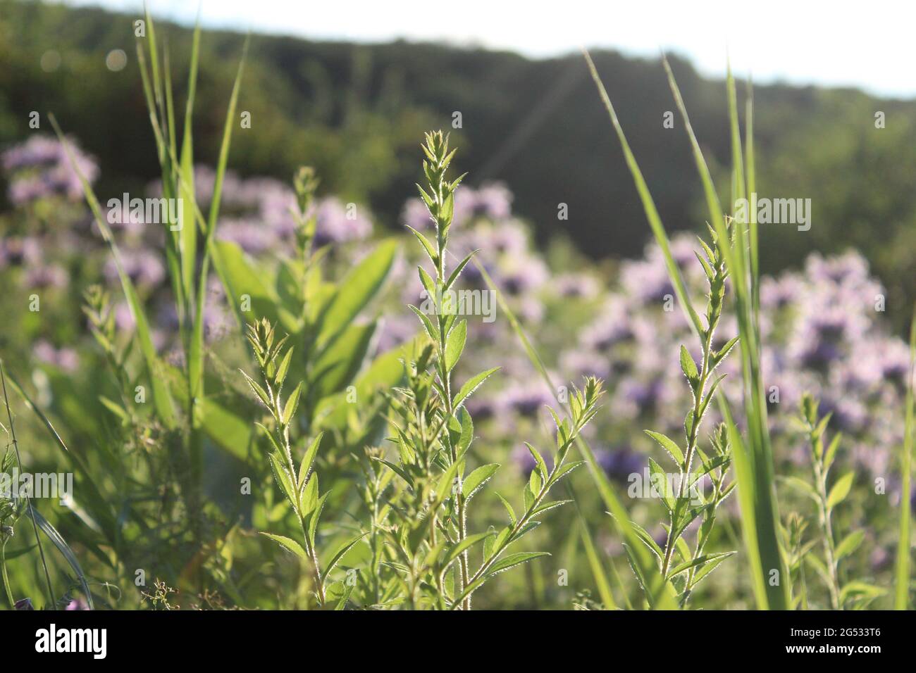 Purple Wild Flowers Stock Photo - Alamy