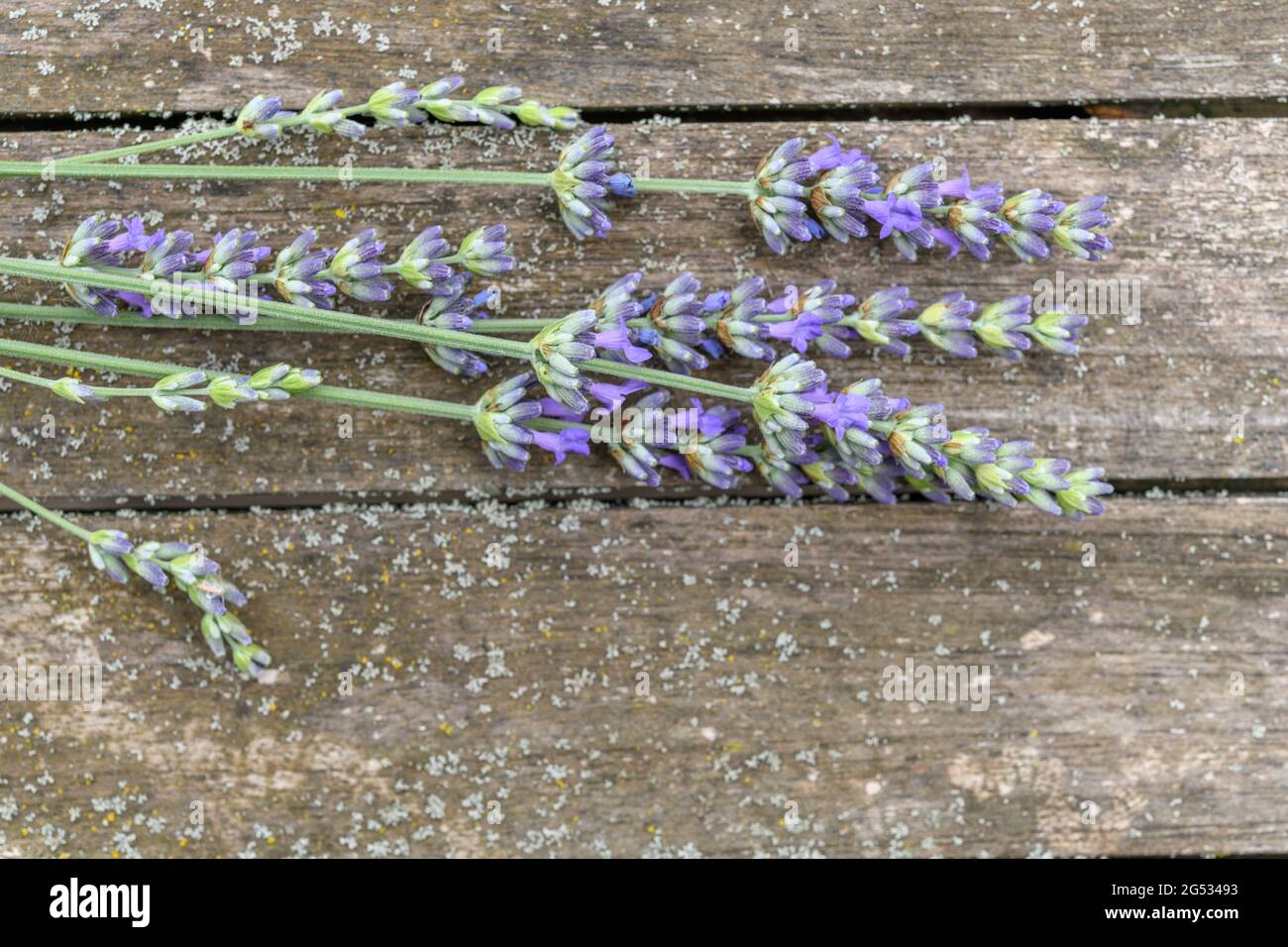 Bouquet of lavender on a wooden garden table. France. Stock Photo