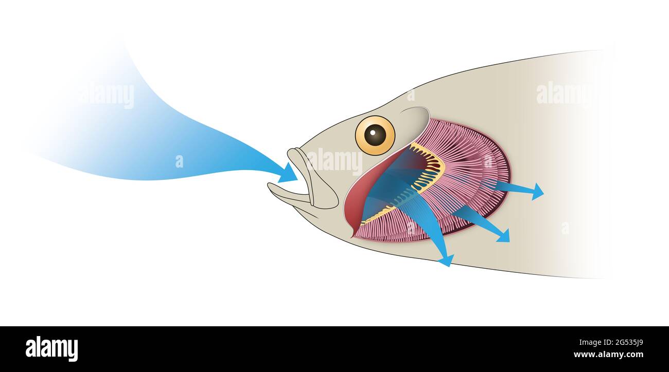 Gas exchange in fish. Respiration Stock Photo