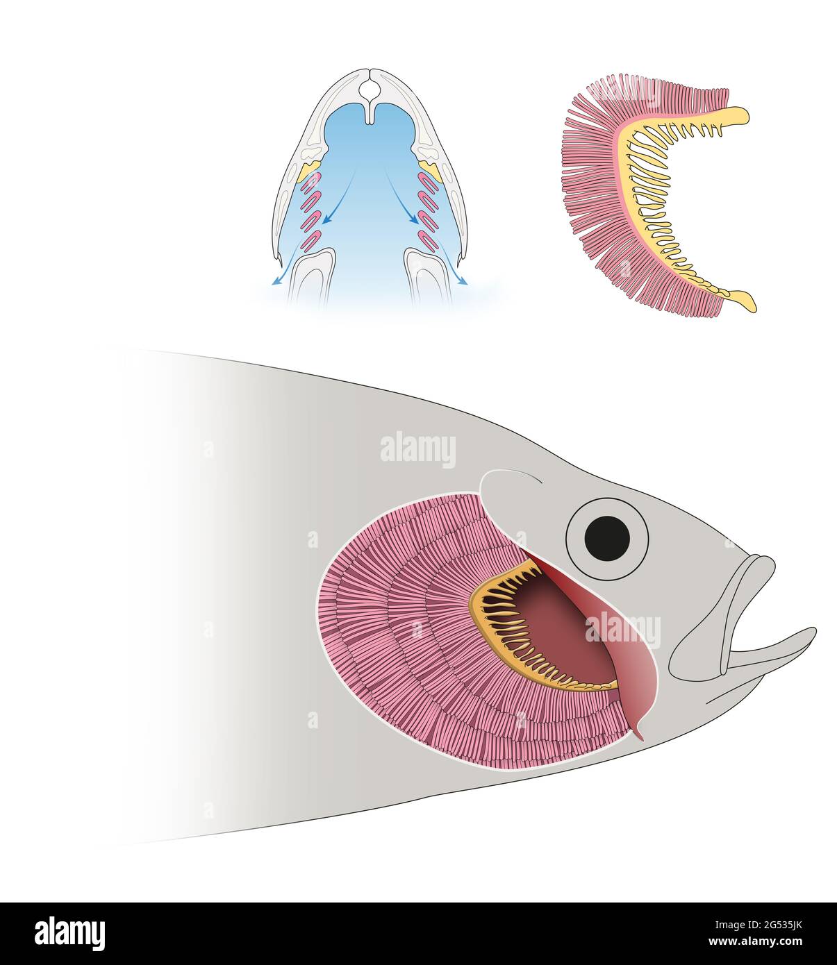Structure of Gills in Fishes and respiration Stock Photo