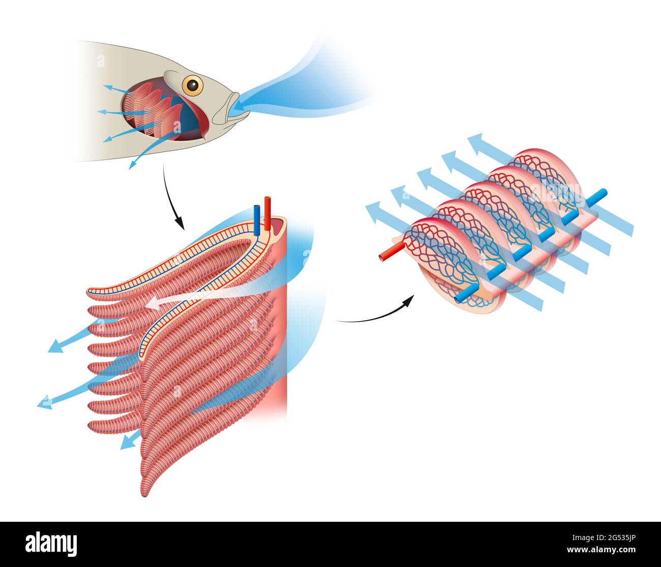Газообмен рыбы. Fish structure. Жаберные крышки у костных рыб. Схема газообмена у животных. Строение жабр костистых рыб.