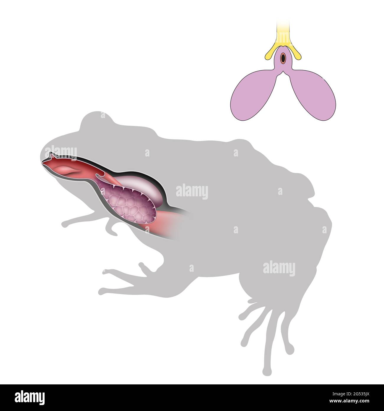 Title Respiratory System of Frog Diagram. Lungs Stock Photo