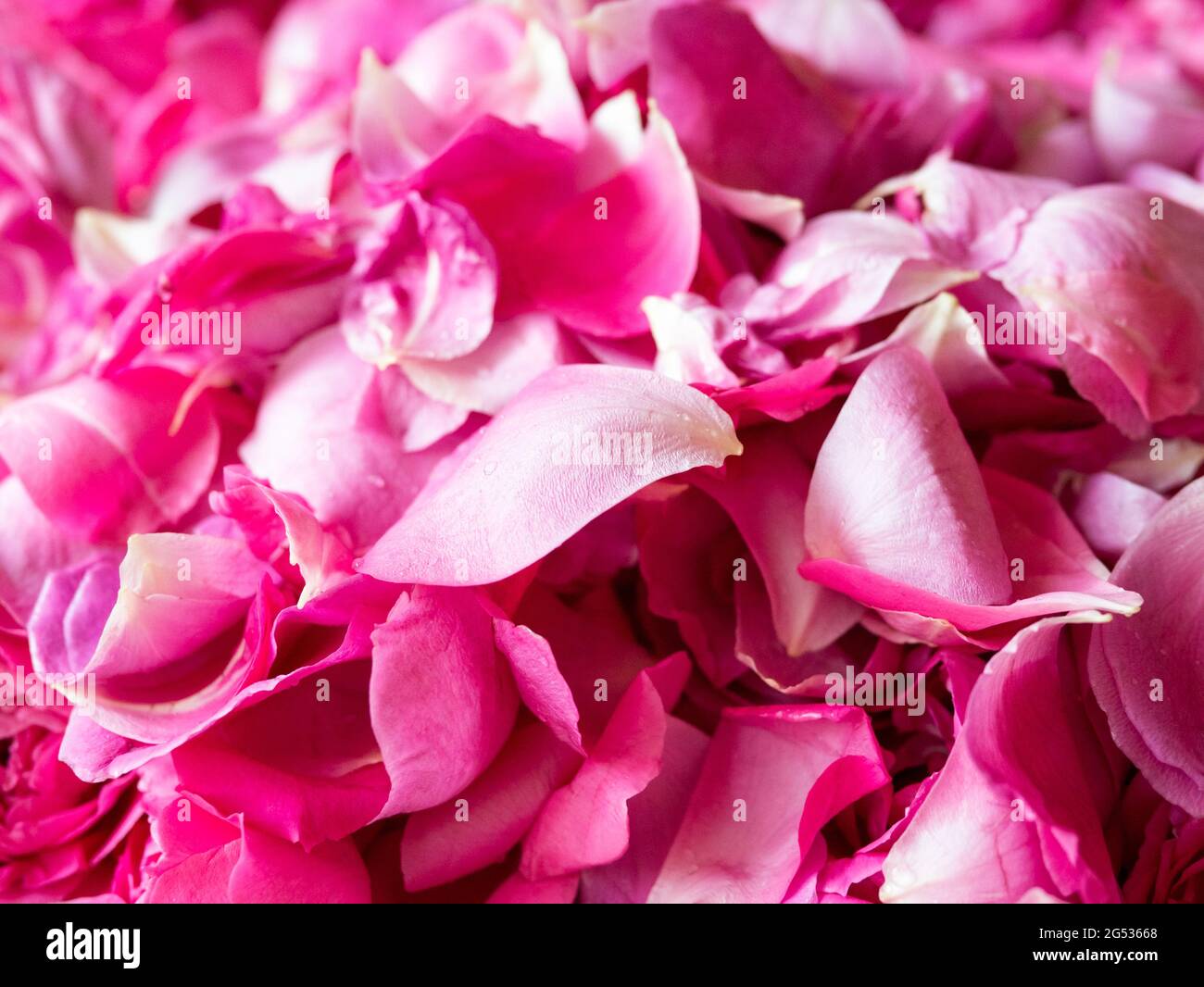 Falling pink petals hi-res stock photography and images - Alamy