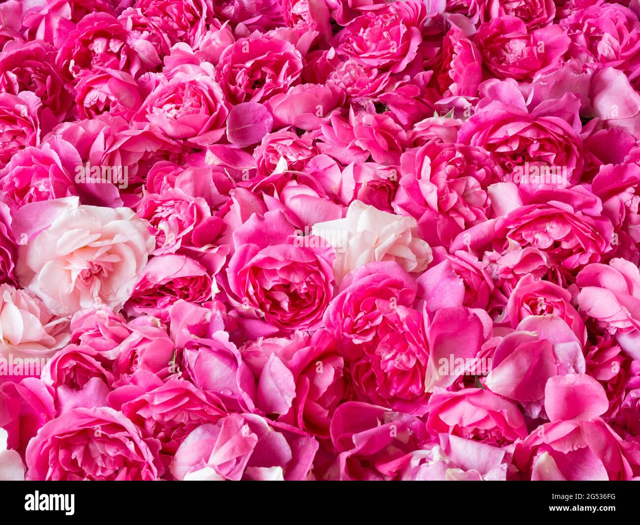 Romantic fresh pink roses background close up Stock Photo - Alamy