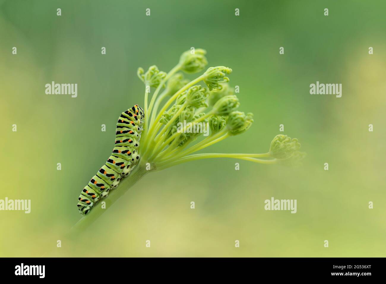 Caterpillar on food plant, portrait of Old World Swallowtail (Papilio