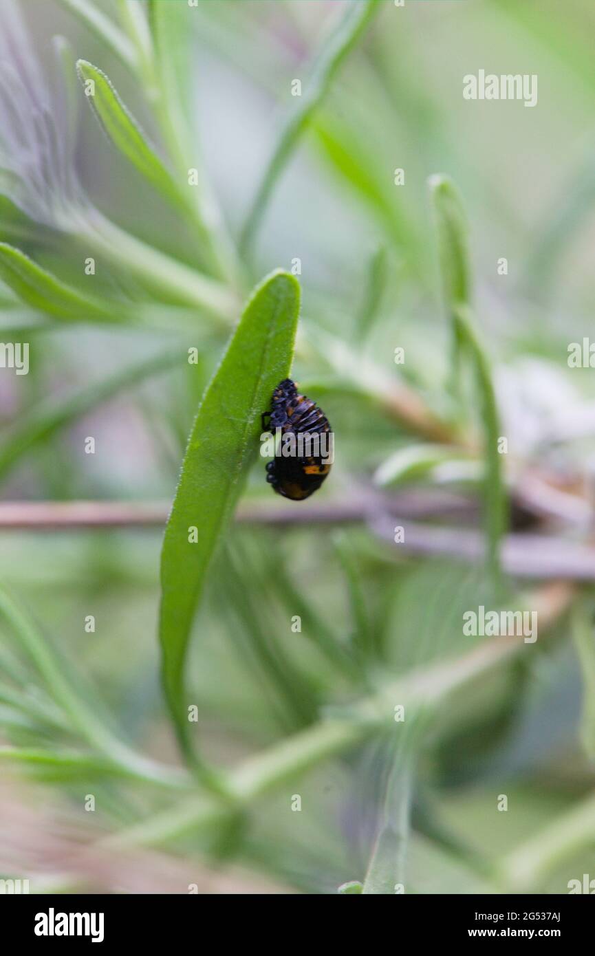 Natural World Concept Closeup macro of ladybird Insect Larvae