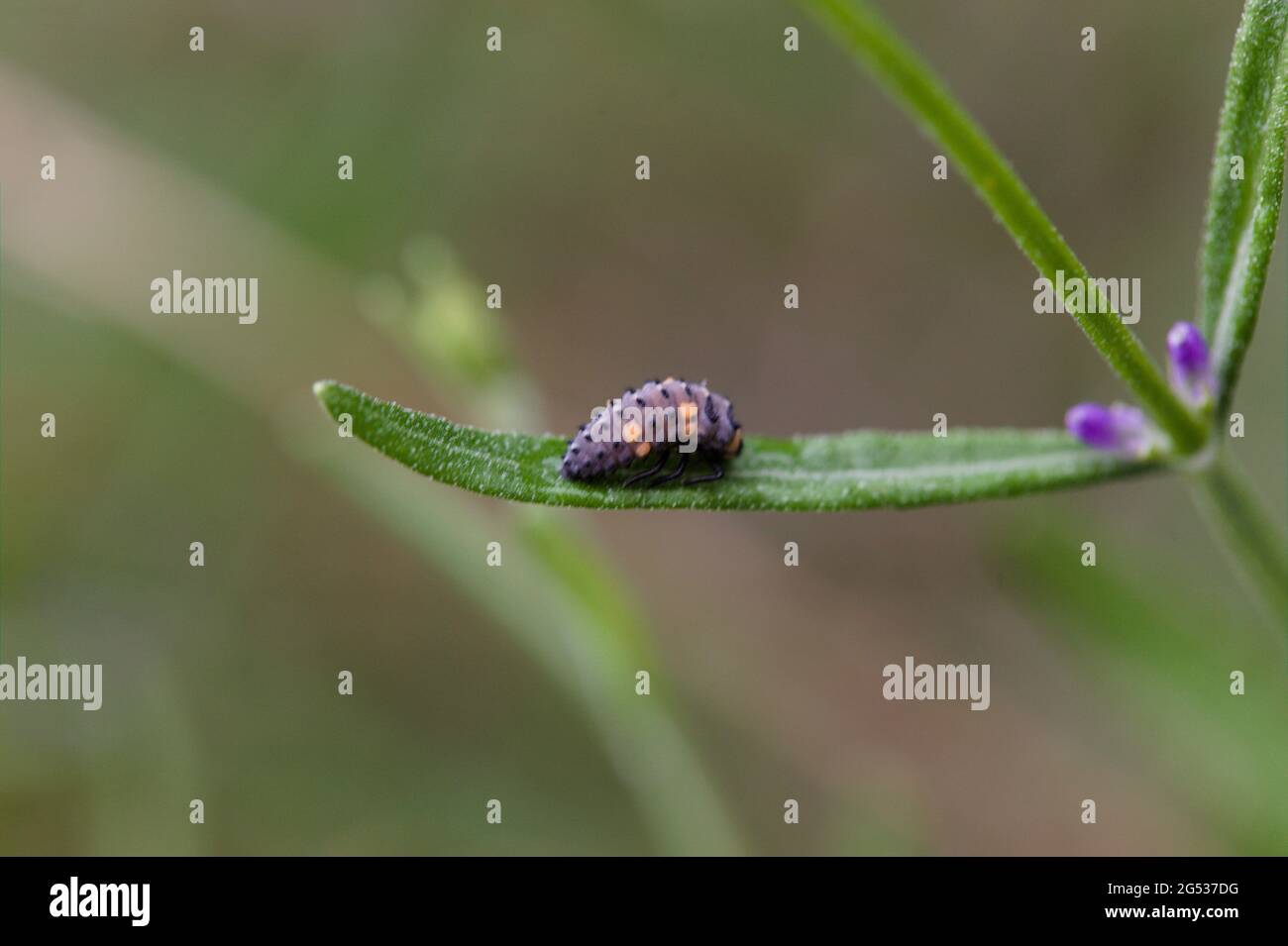 Natural World Concept Closeup macro of ladybird Insect Larvae