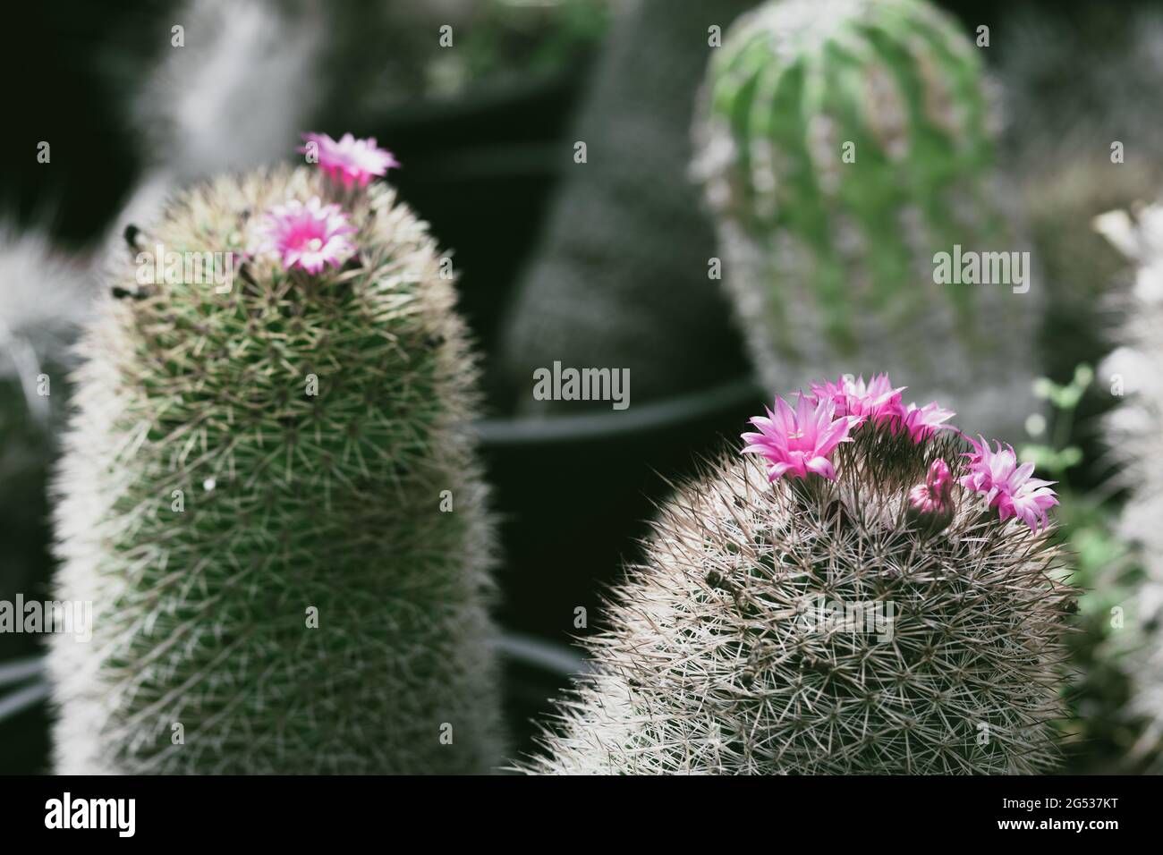 green Mammillaria cactus, a special type with pink flowers, on a blurred background Stock Photo