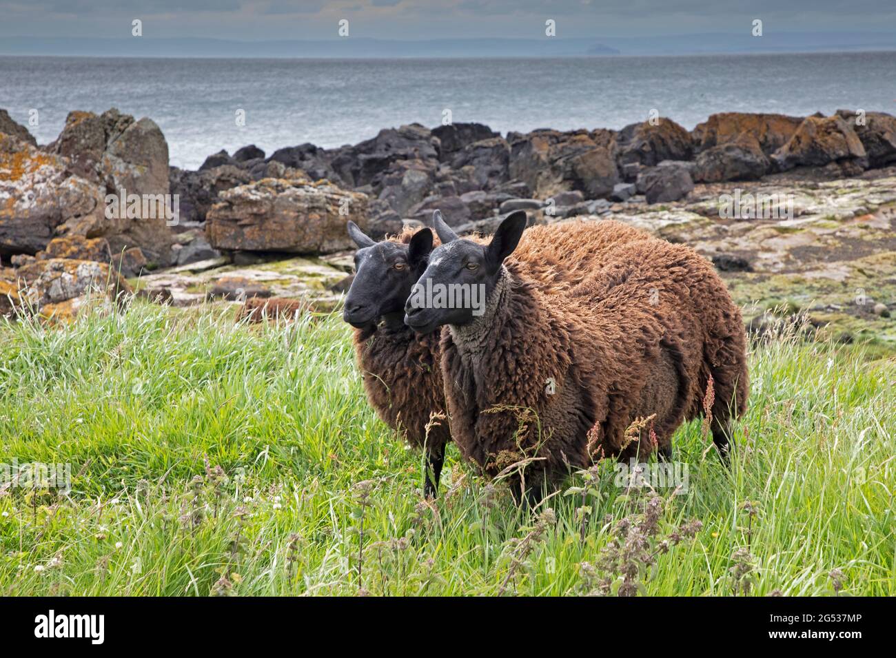 Fife coastal path, Scotland, UK. 25th June 2021. Distinctive Balwen