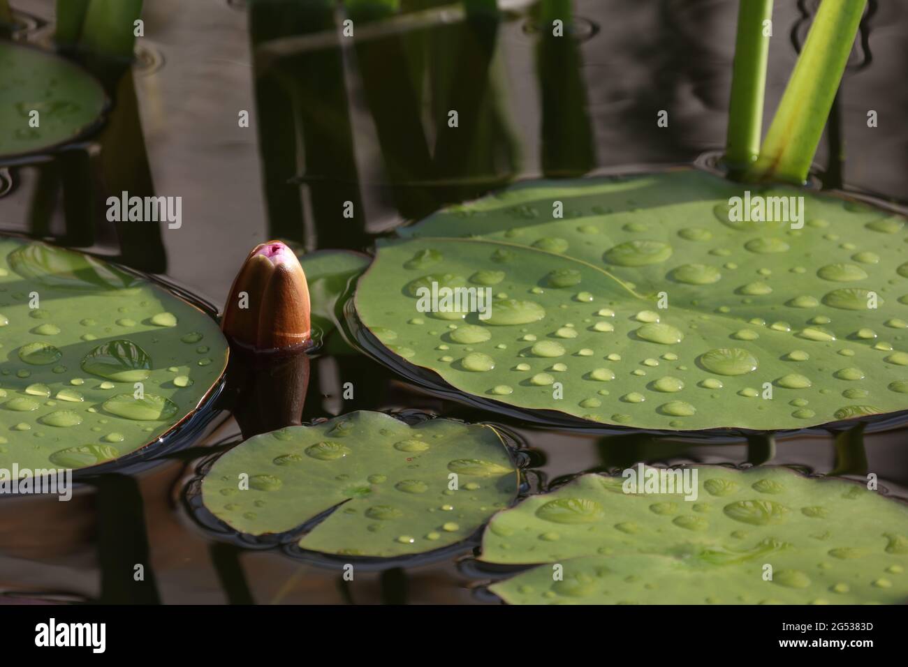 Beautiful water lily leaves in large drops of water. Stock Photo