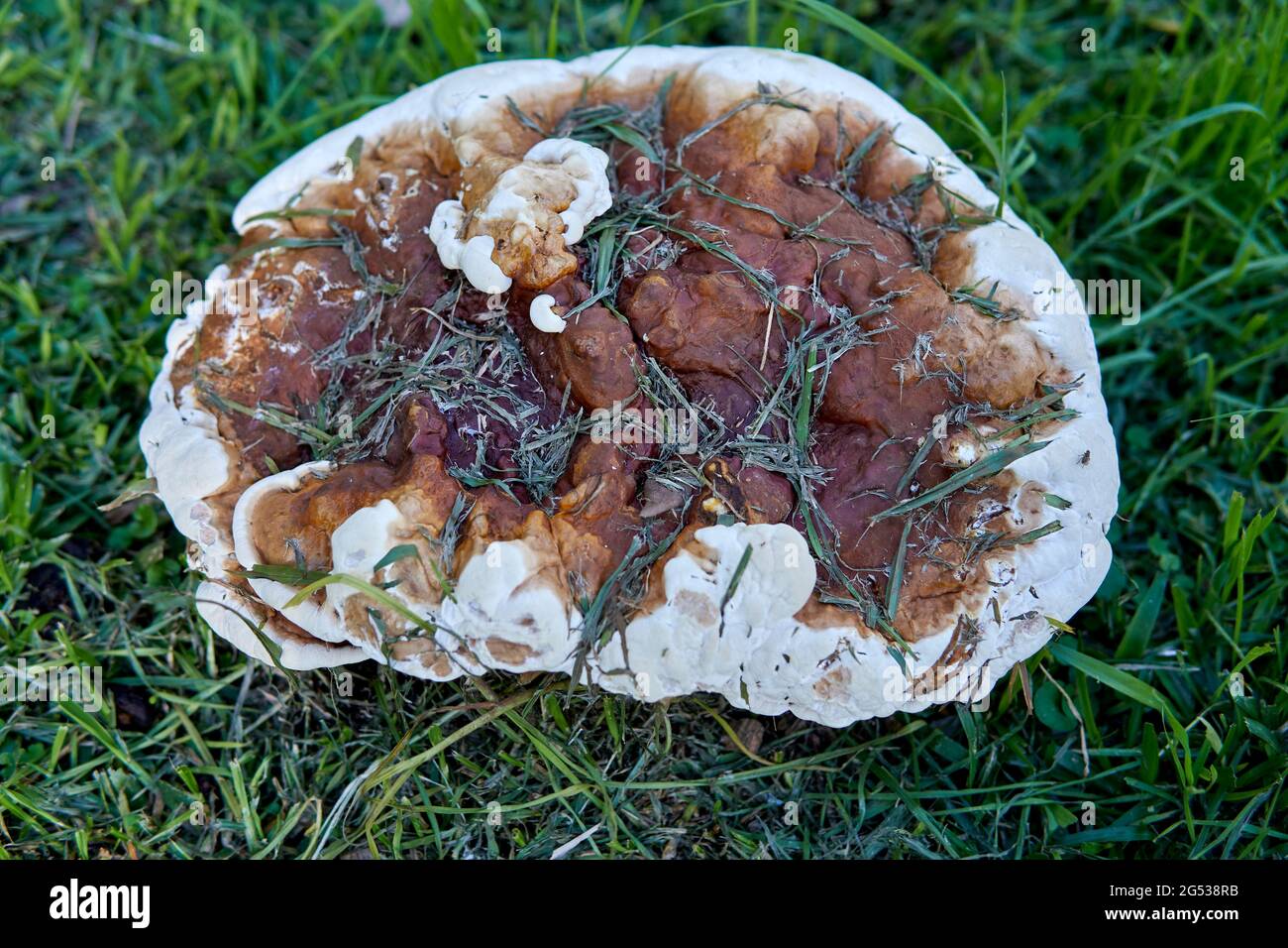 Close up big flat wild mushroom, Hydnellum growing in a park in Argentina, Fungi plants Stock Photo